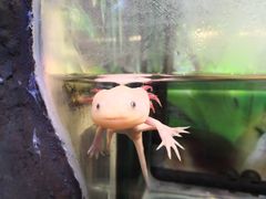 -上海大自然野生昆虫馆(东方明珠·爬宠昆虫探索中心)