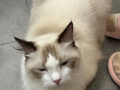 -飞行喵MR PILOT|猫舍·猫咖(静安大融城店)