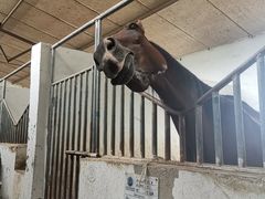 -月河湾马术俱乐部(朝阳店)