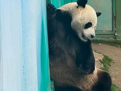 -栾川竹海野生动物园