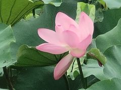-七的湖·晚芳亭·阳澄湖农家菜·大闸蟹(莲花岛店)