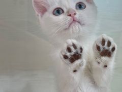 -青奢宠物·青奢猫舍