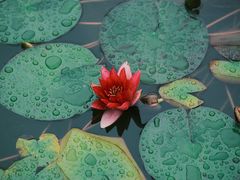 -国家植物园南园