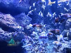 -成都浩海立方海洋公园