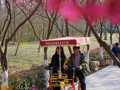 -合肥滨湖国家森林公园