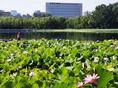 -莲花池公园