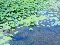 -泗洪洪泽湖湿地景区