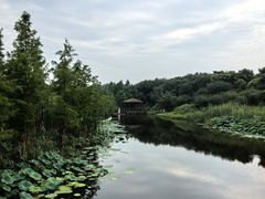 -同里国家湿地公园