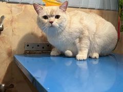 -猫宠乐园·专业洗护