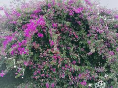 -南诏风情岛