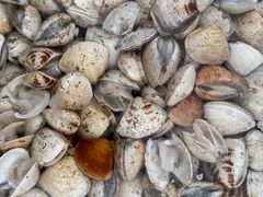 -旗鱼海番村(Orang Asli)