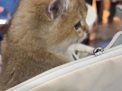 -顺强宠物诊所·狂犬免疫·夜诊·骨科(嘉定店)