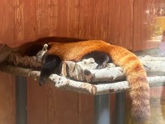-深圳野生动物园