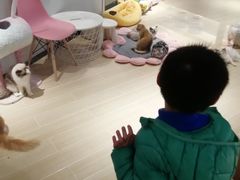 -momokira米努特·德文卷毛猫·棉花面纱犬