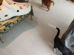 -平行世界·猫咖(首经贸店)