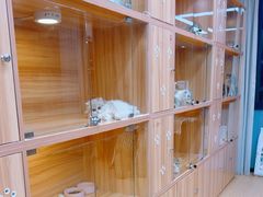 -猫十亿·布偶金渐层·曼基康矮脚猫舍(青年路店)