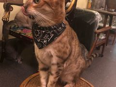 -猫色咖啡·猫咖