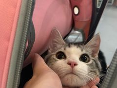 -爱妮康宠物医院·干细胞免疫细胞·肿瘤·心脏(张江店)