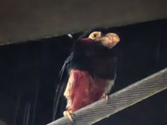 -新加坡飞禽公园