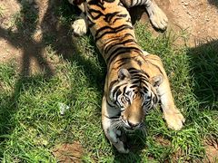 -西霞口神雕山野生动物世界