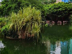 -九龙公园