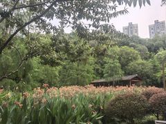 -重庆彩云湖湿地公园