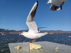-海埂大坝