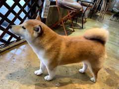 -八公叔叔宠物美容连锁(春申店)