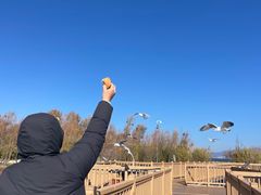 -洱海月湿地公园