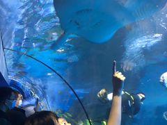 -太平洋海底世界