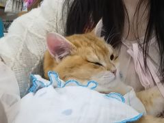 -佳雯宠物医院·皮肤科·内外科(春晓路分院)