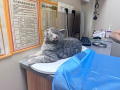 -创凡宠物医院·骨专科  猫科中心(西乡分院)