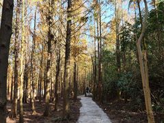 -上海海湾国家森林公园