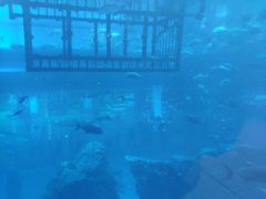-迪拜水族馆及水下动物园