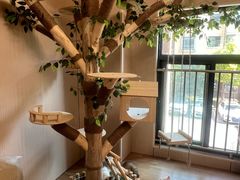 -唐小姐の私宠·宠物洗护美容·撸猫馆·购宠(周浦万达旗舰店)