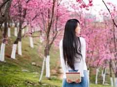 大理大学樱花写真-理想国摄影(三塔店)