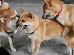 -柴犬高等学院·狗咖·柴犬售卖·宠物训练