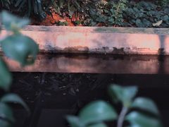 -谷咖啡·鲜花绿植花园餐厅