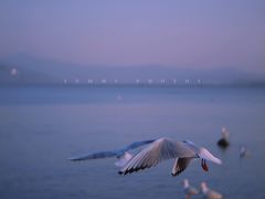 -深圳湾公园(南山区)
