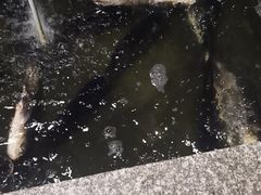 -全乐鱼馆·淳牌有机鱼直营店