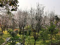 -新江湾城公园