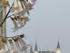 -北京张裕爱斐堡酒庄