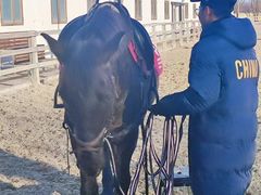 -北京群众马术培训基地