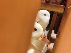 -馬蘭花開(车站大道店)