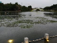 -映月湖公园
