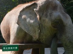 -野象谷景区