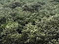 -北海金海湾红树林生态旅游区