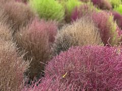 -春花秋色城市公园