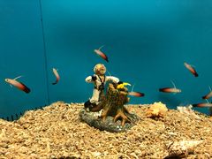 -北戴河圣蓝海洋公园