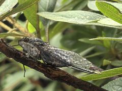 -铁山坪森林公园